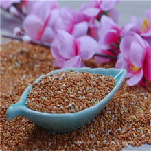 100% natural high quality red glutinous broomcorn millet / red panicum millet /foxtail millet Wholesale